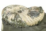 Iridescent Ammonite (Deshayesites) Fossil #317664-2